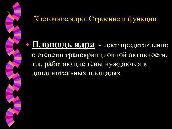 Клеточное ядро. Строение и функции w Площадь ядра - дает представление о степени транскрипционной