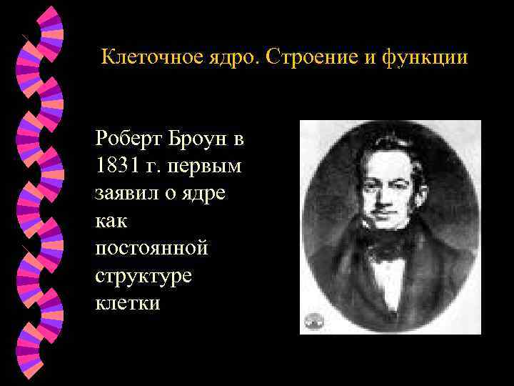 Клеточное ядро. Строение и функции Роберт Броун в 1831 г. первым заявил о ядре