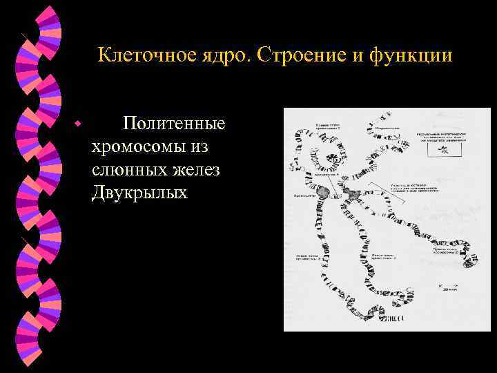 Клеточное ядро. Строение и функции w Политенные хромосомы из слюнных желез Двукрылых 