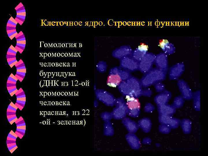 Днк ядра клетки. Ядрышко хромосомы строение и функции. Строение ядра хромосомы. Строение ядра клетки строение хромосомы. Строение и функции ядра и хромосом.