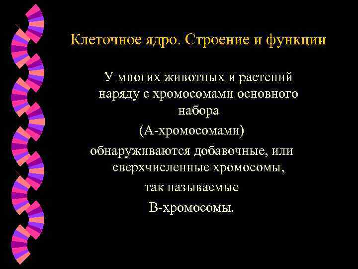 Клеточное ядро. Строение и функции У многих животных и растений наряду с хромосомами основного