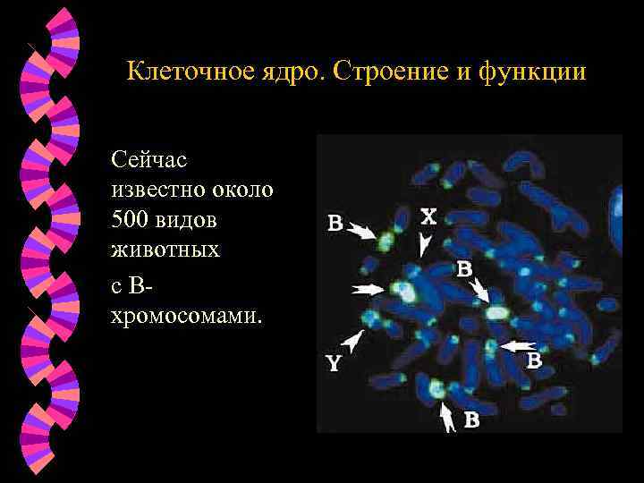 Клеточное ядро. Строение и функции Сейчас известно около 500 видов животных с Вхромосомами. 