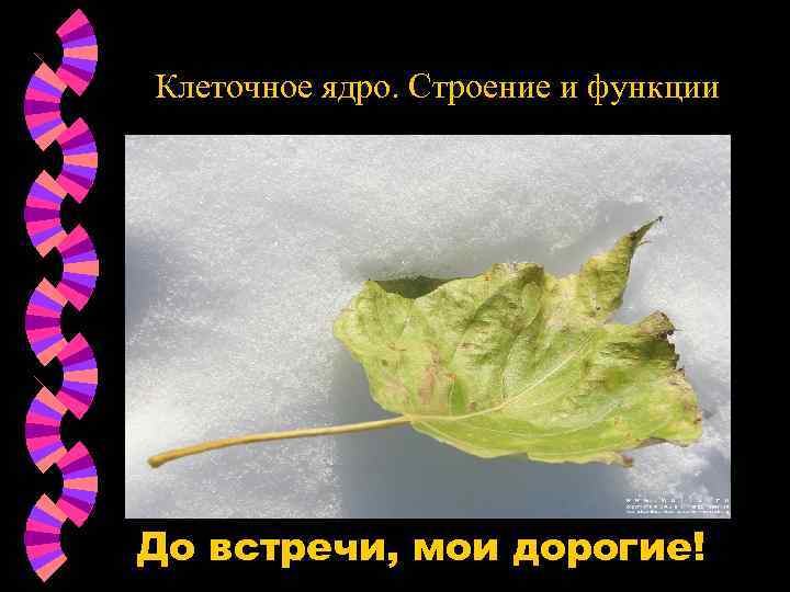 Клеточное ядро. Строение и функции До встречи, мои дорогие! 