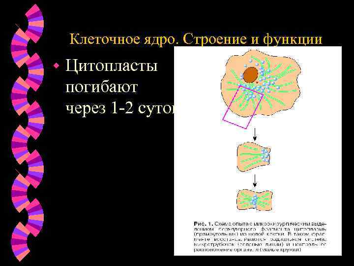 Цитоплазма Клеточное ядро. Строение и функции w Цитопласты погибают через 1 -2 суток 