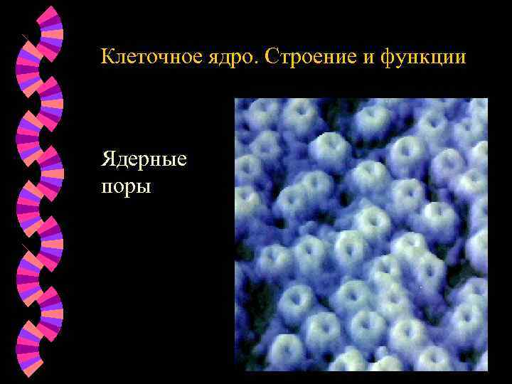 Клеточное ядро. Строение и функции Ядерные поры 