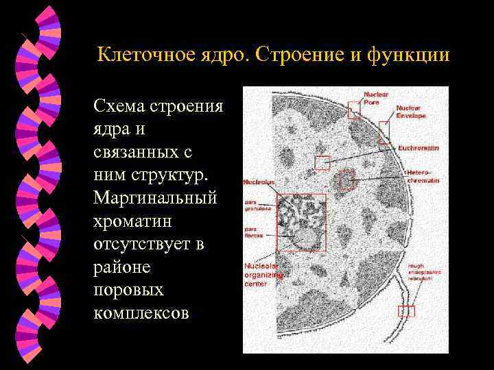 Клеточное ядро строение