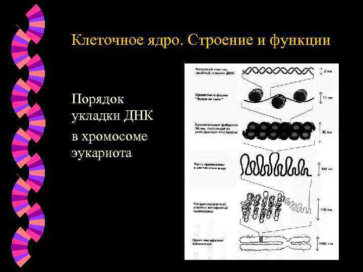 Клеточное ядро. Строение и функции Порядок укладки ДНК в хромосоме эукариота 