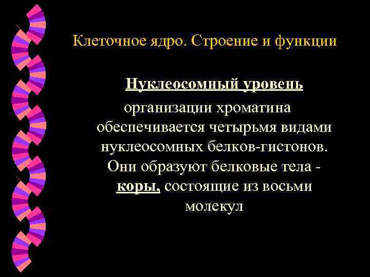 Клеточное ядро. Строение и функции Нуклеосомный уровень организации хроматина обеспечивается четырьмя видами нуклеосомных белков-гистонов.