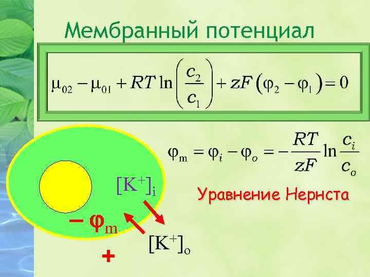 Мембранный потенциал [K+]i – jm + [K+]o Уравнение Нернста 