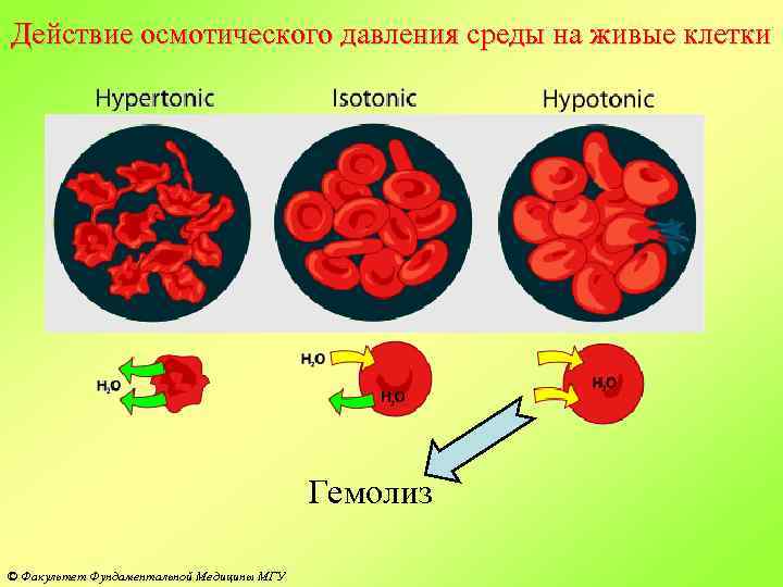 Действие осмотического давления среды на живые клетки Гемолиз © Факультет Фундаментальной Медицины МГУ 