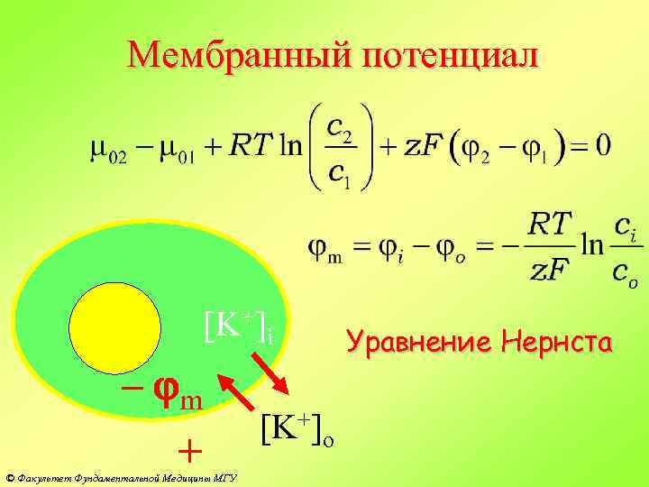 Мембранный потенциал [K+]i – jm + © Факультет Фундаментальной Медицины МГУ [K+]o Уравнение Нернста