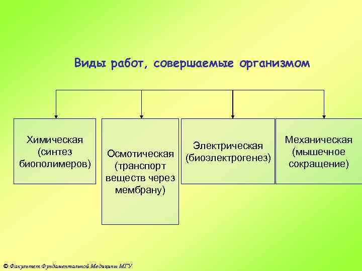 Виды работ, совершаемые организмом Химическая (синтез биополимеров) Осмотическая (транспорт веществ через мембрану) © Факультет