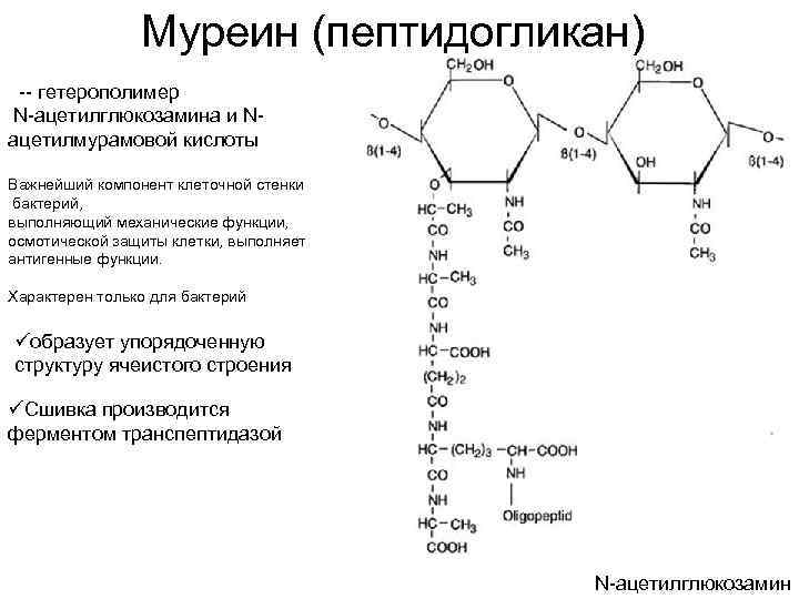 Пептидогликан бактерий. Структура пептидогликана (муреина). Муреин строение функции. Формула и строение муреина. Мономер муреина.