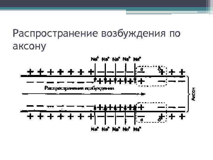 Распространение возбуждения по аксону 