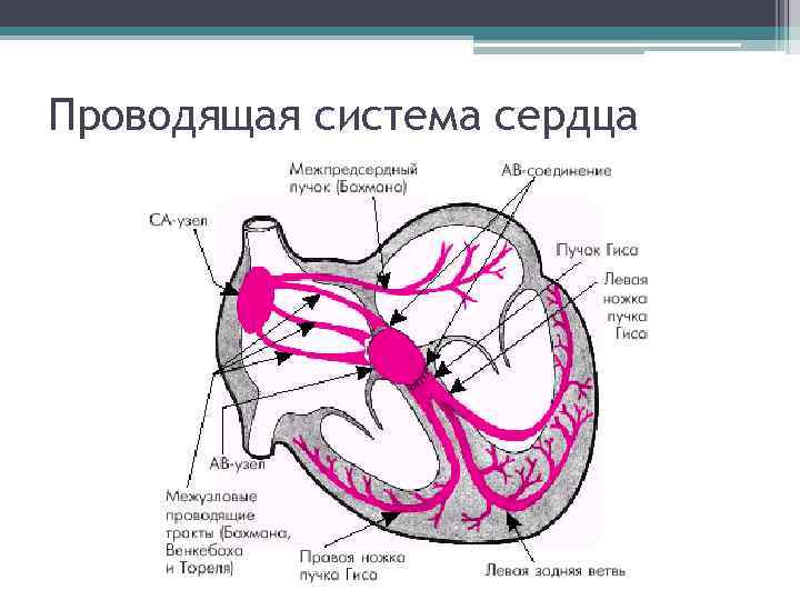 Проводящая система сердца 