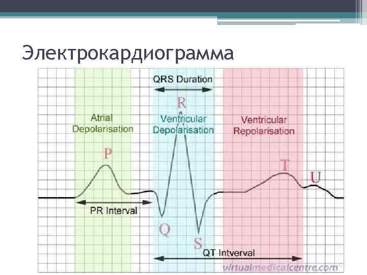 Электрокардиограмма 