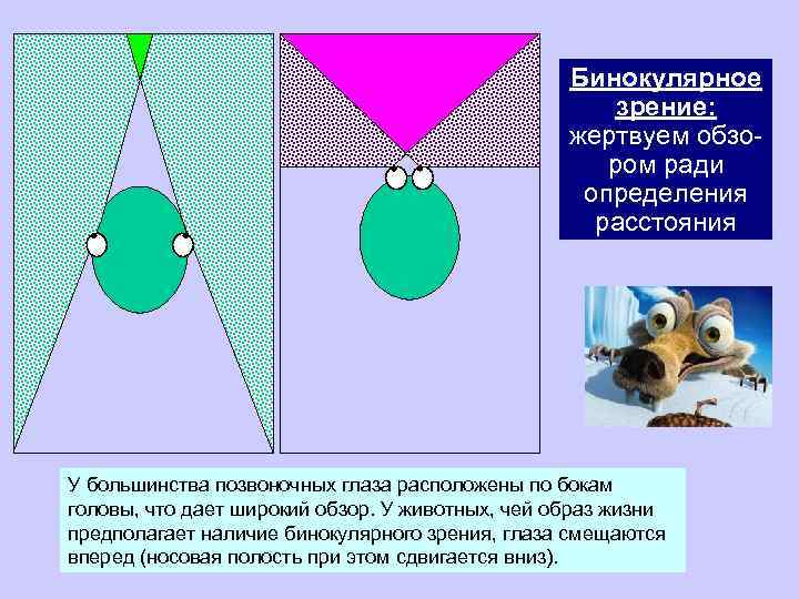 Особенности формирования бинокулярного зрения. Бинокулярное и стереоскопическое зрение. Бинокулярное трехцветное зрение. Бинокулярное и монокулярное зрение позвоночных животных. Бинокулярное зрение у животных.