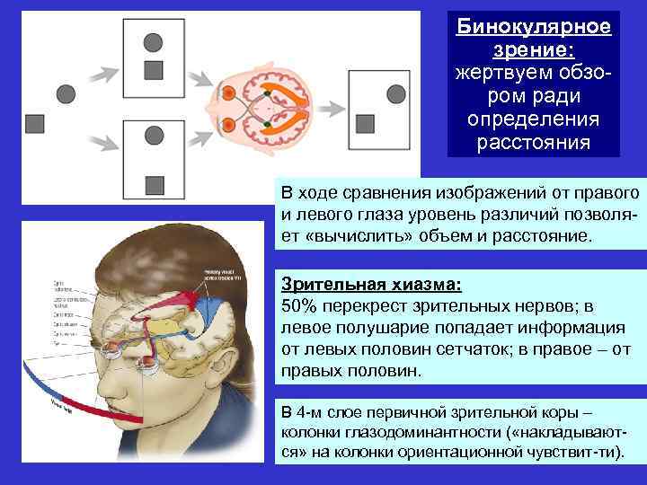 Что такое идентичные и диспаратные точки сетчатки каково их значение в восприятии изображения