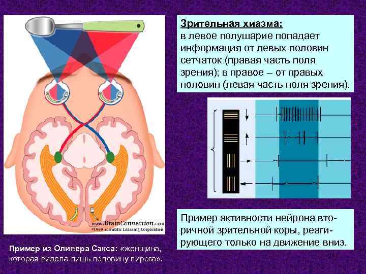 Что такое идентичные и диспаратные точки сетчатки каково их значение в восприятии изображения