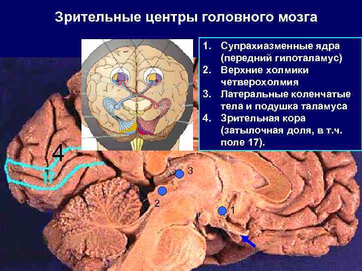 Phbntkmufz кора головного мозга. Зрительные центры головного мозга. Центр зрения в головном мозге. Центр зрительного нерва в головном мозге.