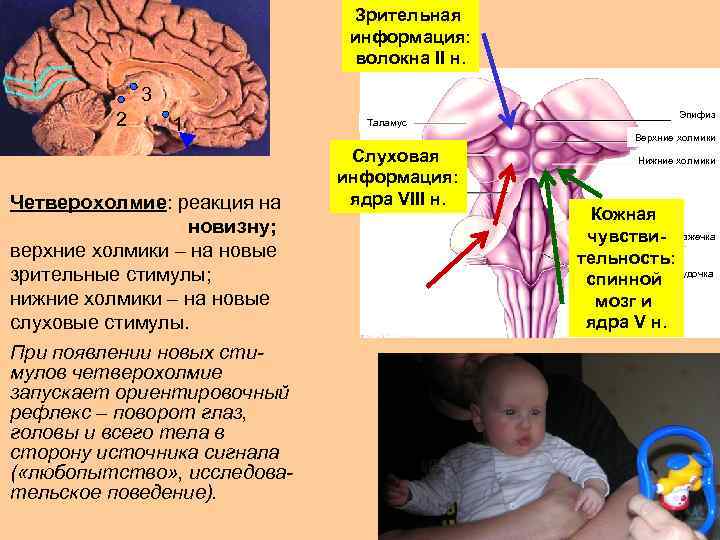 Зрительная информация