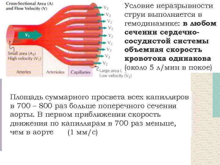 Условие неразрывности струи выполняется в гемодинамике: в любом сечении сердечнососудистой системы объемная скорость кровотока