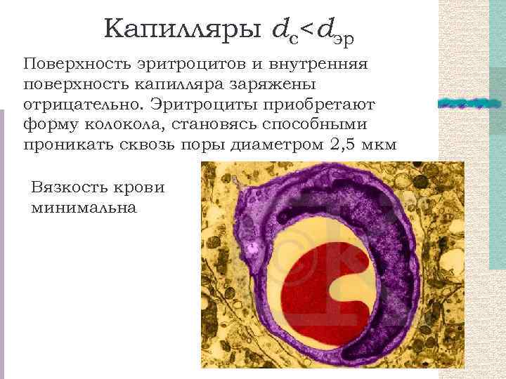 Капилляры dс<dэр Поверхность эритроцитов и внутренняя поверхность капилляра заряжены отрицательно. Эритроциты приобретают форму колокола,