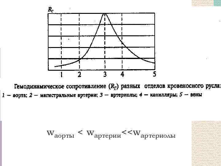 wаорты < wартерии<<wартериолы 