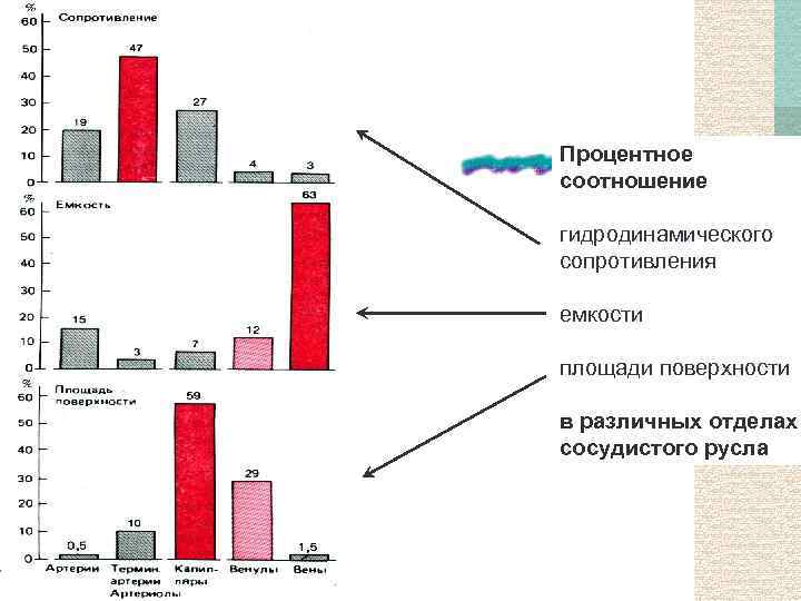 Процентное соотношение гидродинамического сопротивления емкости площади поверхности в различных отделах сосудистого русла 