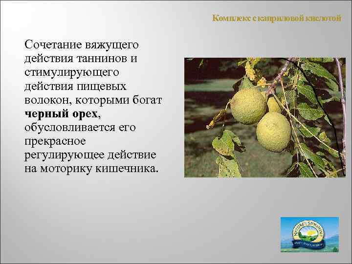 Комплекс с каприловой кислотой Сочетание вяжущего действия таннинов и стимулирующего действия пищевых волокон, которыми