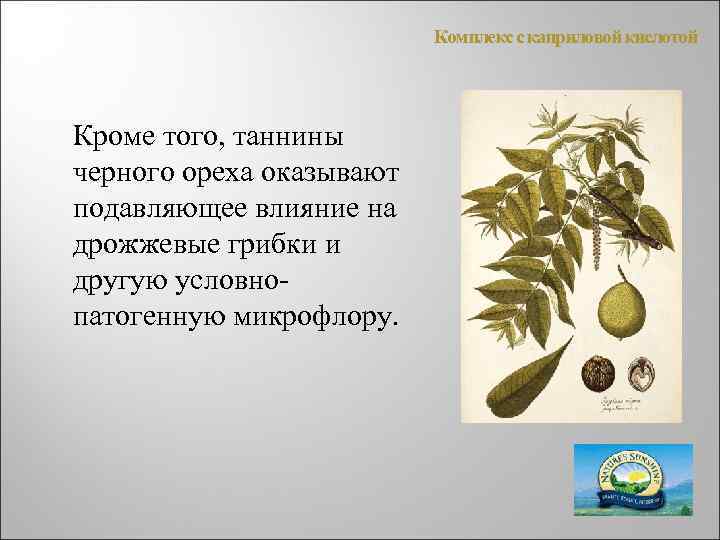 Комплекс с каприловой кислотой Кроме того, таннины черного ореха оказывают подавляющее влияние на дрожжевые