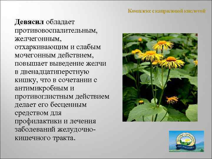 Комплекс с каприловой кислотой Девясил обладает противовоспалительным, желчегонным, отхаркивающим и слабым мочегонным действием, повышает