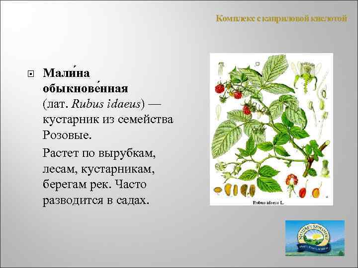 Комплекс с каприловой кислотой Мали на обыкнове нная (лат. Rubus idaeus) — кустарник из