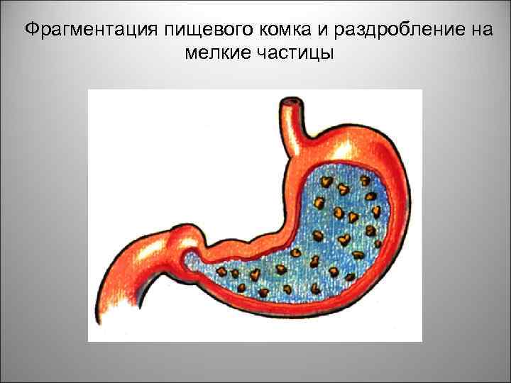 Фрагментация пищевого комка и раздробление на мелкие частицы 