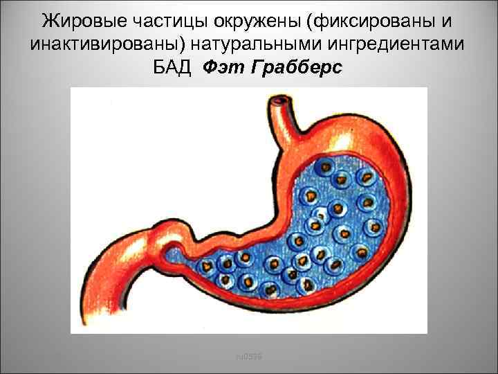 Жировые частицы окружены (фиксированы и инактивированы) натуральными ингредиентами БАД Фэт Грабберс 05/13/99 ru 0599