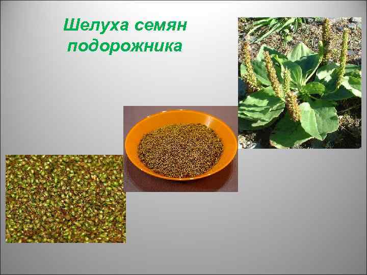 Шелуха семян подорожника 