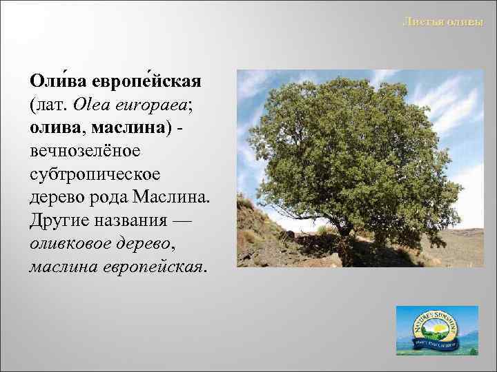 Листья оливы Оли ва европе йская (лат. Olea europaea; олива, маслина) - вечнозелёное субтропическое