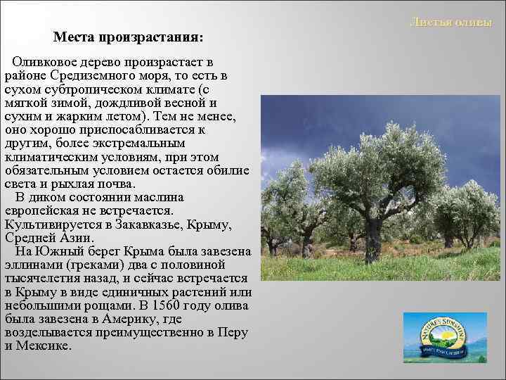Места произрастания: Оливковое дерево произрастает в районе Средиземного моря, то есть в сухом субтропическом