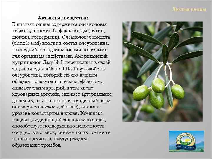 Листья оливы Активные вещества: В листьях оливы содержится олеаноловая кислота, витамин С, флавоноиды (рутин,