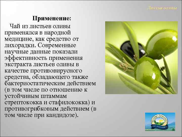 Листья оливы Применение: Чай из листьев оливы применялся в народной медицине, как средство от