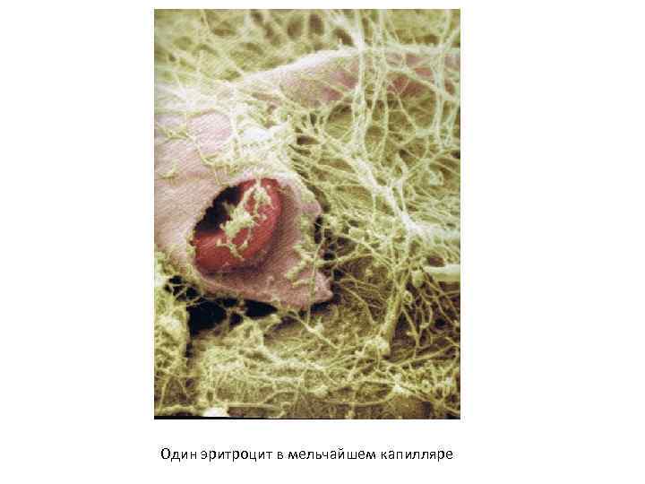 Один эритроцит в мельчайшем капилляре 