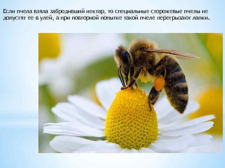 Если пчела взяла забродивший нектар, то специальные сторожевые пчелы не допустят ее в улей,