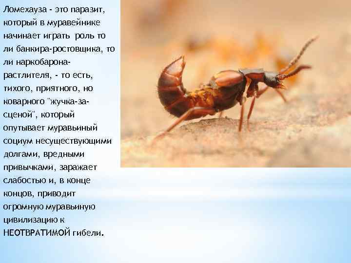Ломехауза - это паразит, который в муравейнике начинает играть роль то ли банкира-ростовщика, то