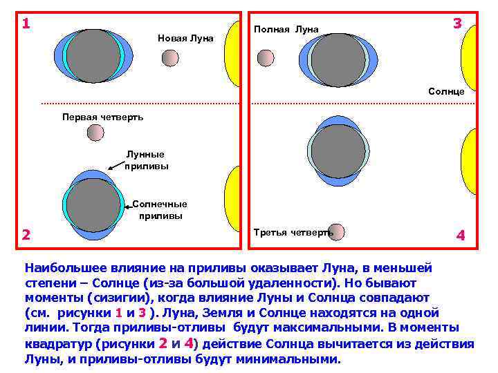 1 Новая Луна Полная Луна 3 Солнце Первая четверть Лунные приливы Солнечные приливы 2