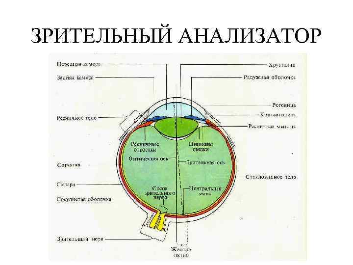 Тест зрительный анализатор 8 класс с ответами