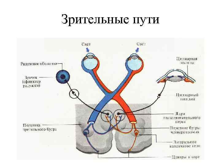 Зрительные пути 