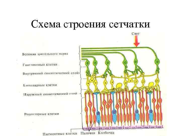 Схема строения сетчатки 