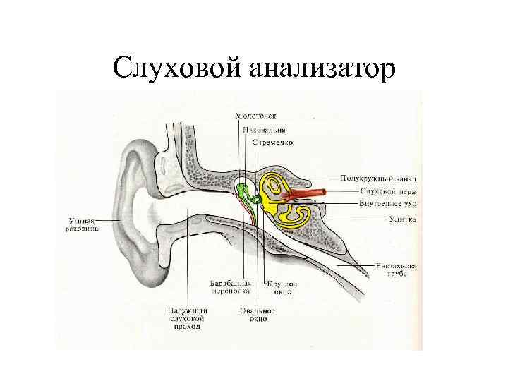 Слуховой анализатор 