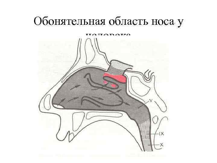 Обонятельная область носа у человека 