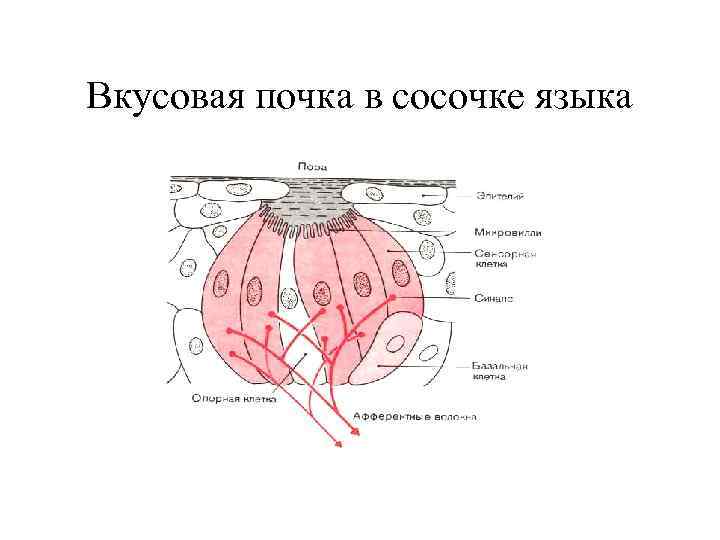 Вкусовая почка в сосочке языка 